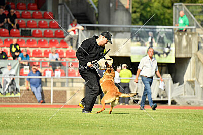 working-dog Gwendolin