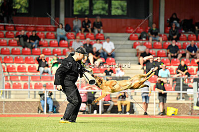 working-dog Gwendolin