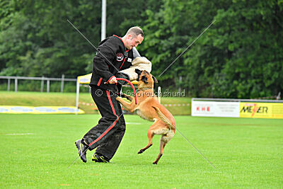 working-dog Hailey