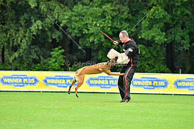 working-dog Hailey