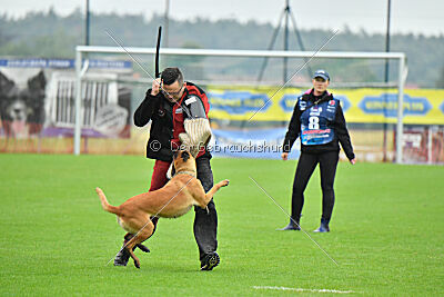 working-dog Hailey