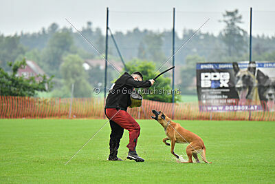 working-dog Hailey