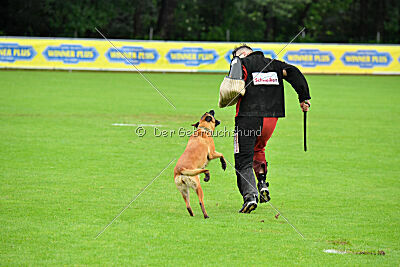 working-dog Hailey