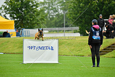 working-dog Hailey