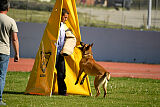 Cane Codi-Fin