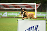 Armstrong Free to Fly