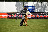 Farun des chiens de travail