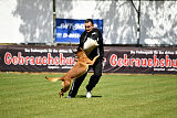 Farun des chiens de travail