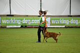 Farun des chiens de travail