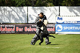 Greif vom Hatzbachtal