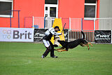 Condor Vikar