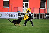 Condor Vikar