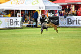 Fiona Marshall Dogs