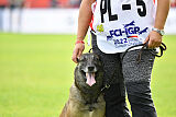 Fiona Marshall Dogs