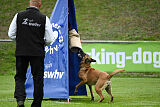 Benga vom Buxtehuder Bullen