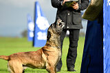 Donar Bestiaras