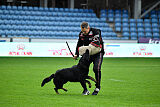 Bolle vom Drachenwolf