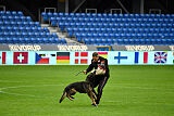 Finchpark Athos