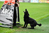 T-Lothar vom Hause Meraner