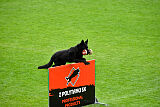 Panther z Berounské bašty