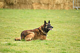 Storm Marinchuk K-9