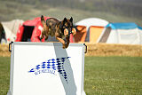 Storm Marinchuk K-9