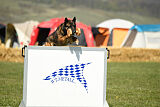 Storm Marinchuk K-9