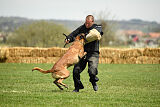 Hector vom Roten Sturm