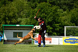 Jasper vom Streitwald