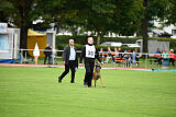 Enzo vom Buxtehuder Bullen