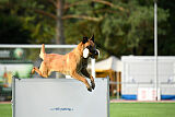 working-dog Esh