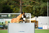 working-dog Esh