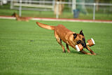 working-dog Esh