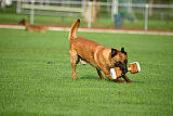 working-dog Esh