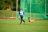 working-dog Esh