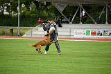 working-dog Esh