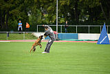 working-dog Esh