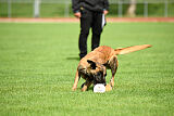 working-dog Frieda