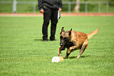 working-dog Frieda