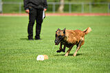 working-dog Frieda
