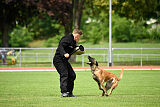 working-dog Frieda