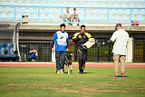 Ginger of Brave House JP