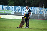 Aris Tore's Working Dogs