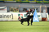 Dragon an der Borg
