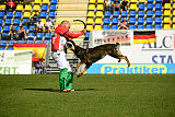 Ratsumestarin Zombi