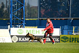 Molinaridogs Johnny