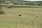 Aramis vom Hopfenbachtal