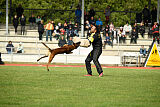 Onyx Clever Fox