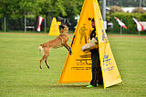 Fula Clever Fox