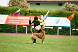 Working Malinois Daisy
